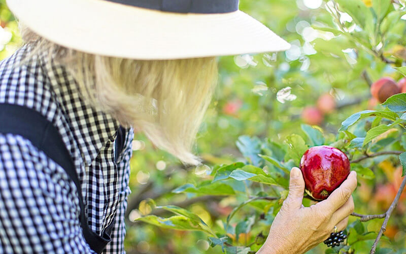 10+ Best Places to Go Apple Picking in Ontario