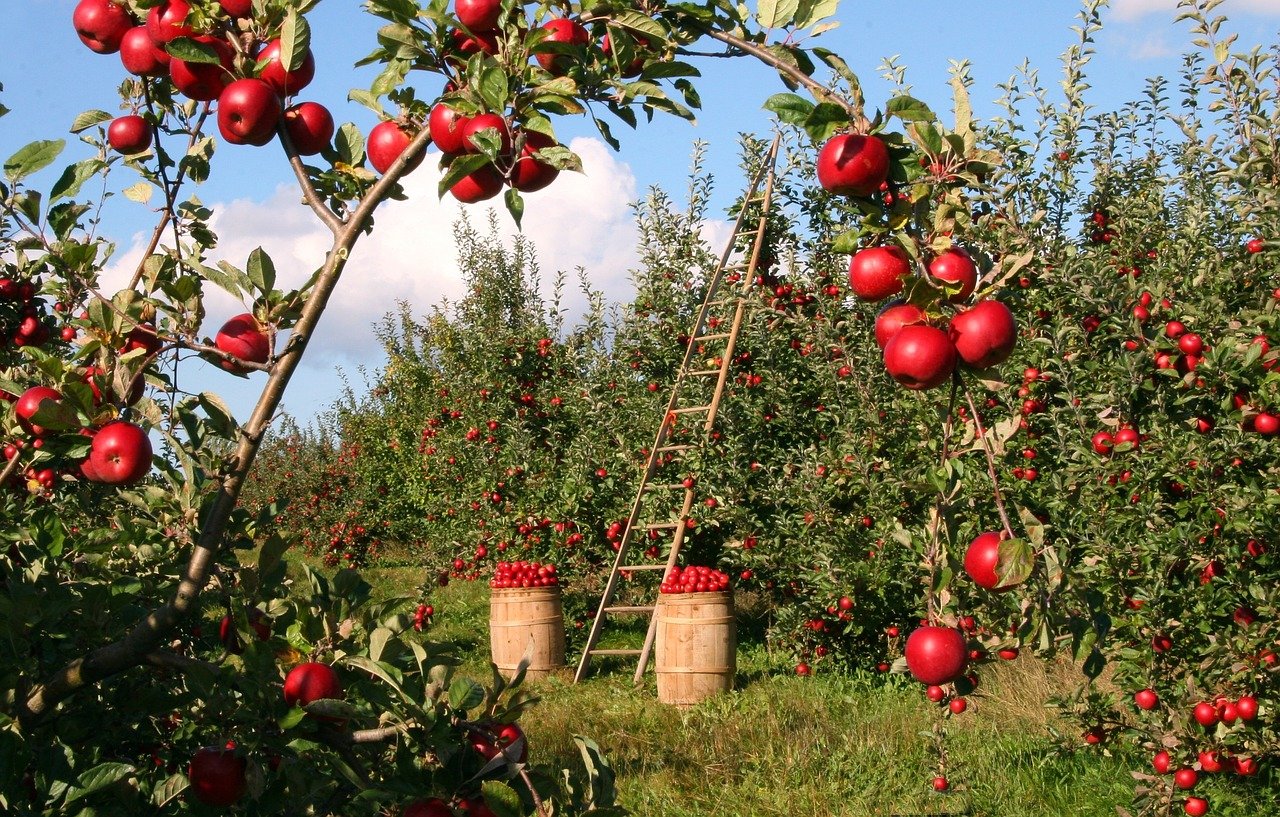 apple picking near Toronto