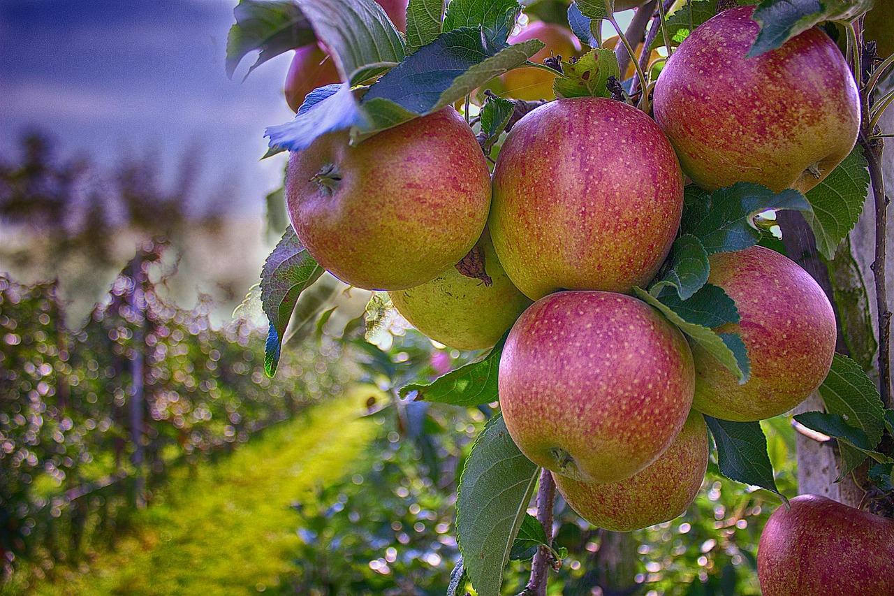 apple farm in Ontario