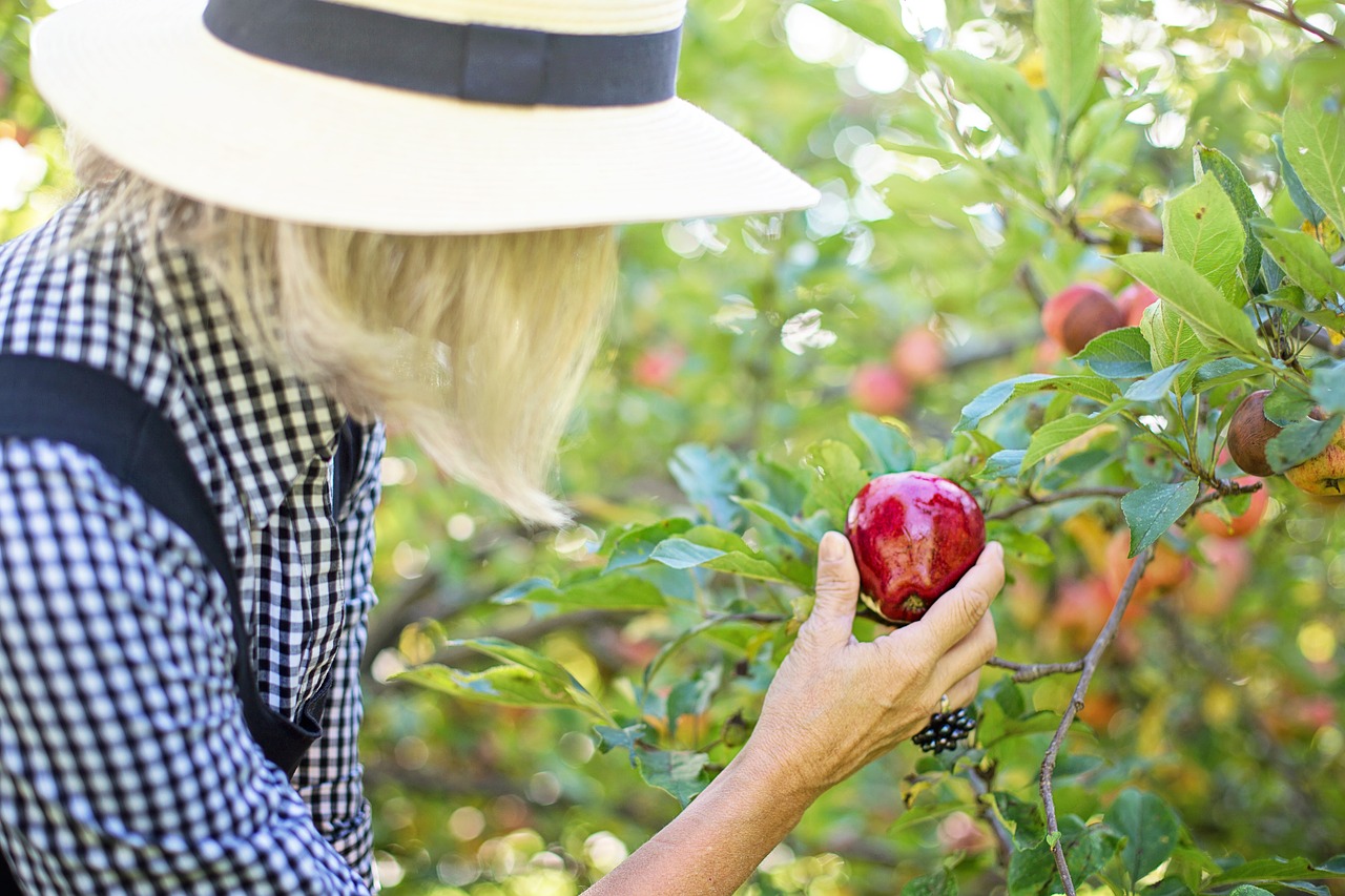 apple picking in Ontario