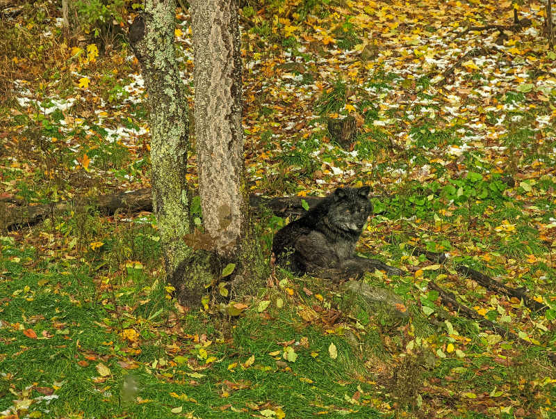 Black wolf curled up in the grass beside a tree at the Haliburton Forest's Wolf Centre
